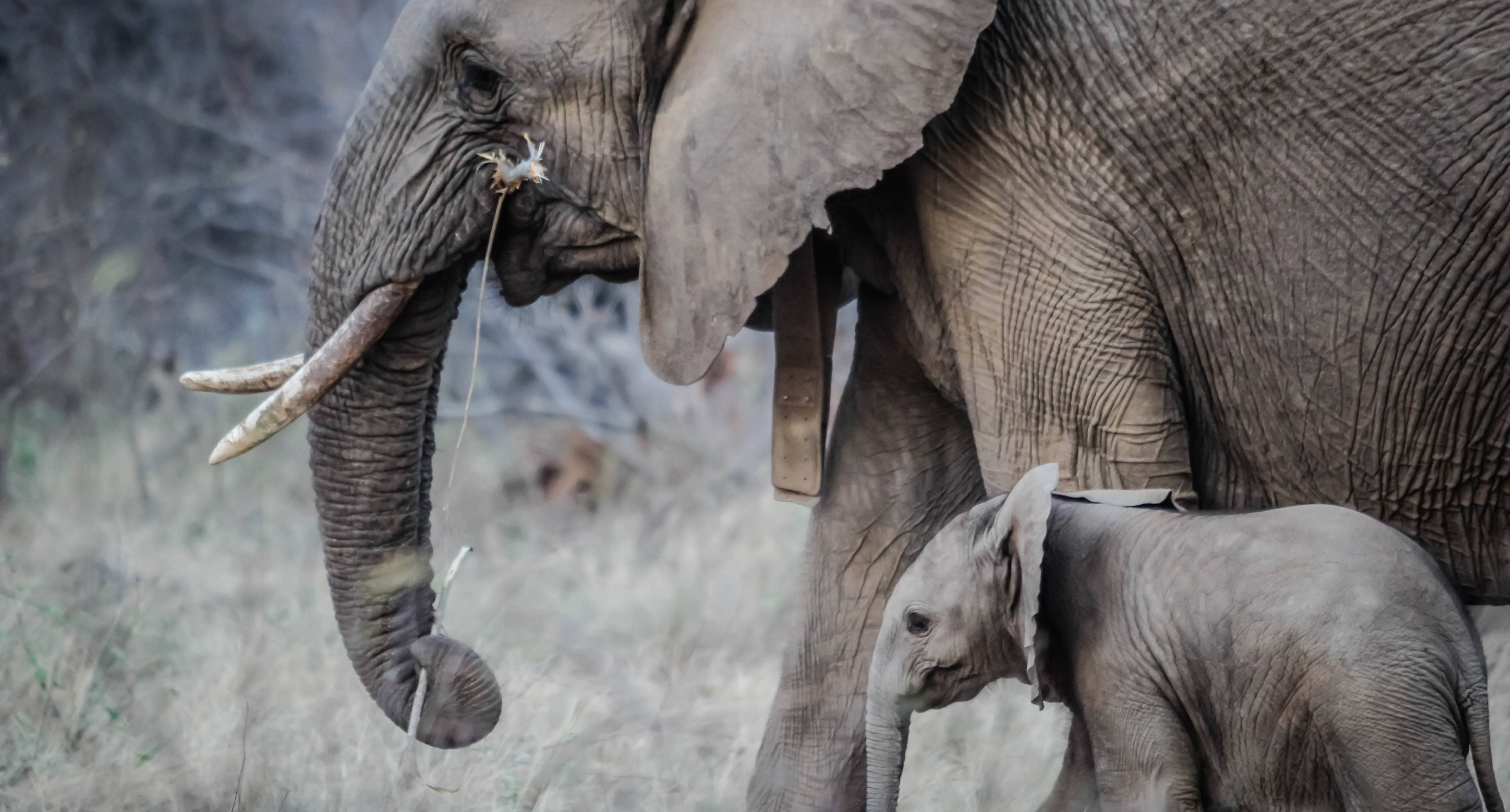 Mother and baby elephant in Kenya